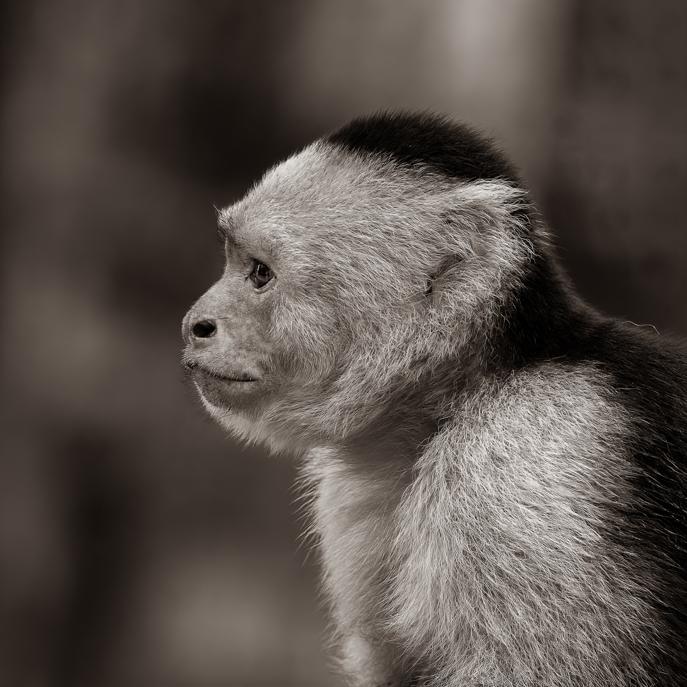 1st PrizeOpen Mono In Class 3 By Edward Crawford For Capuchin Portrait OCT-2021.jpg